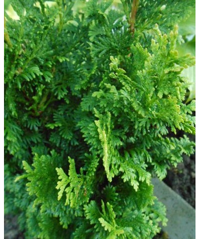 Туя западная Зматлик (Zmatlik), 0,5 л