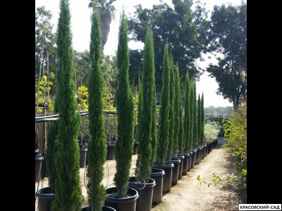 Кипарис Тотем - Totem