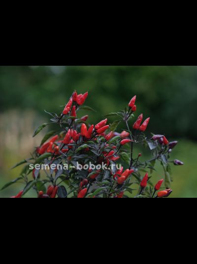 Перец острый  Explosive Ember, 10 шт