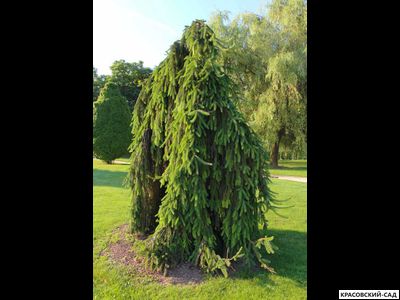 Ель Инверса - Фото в саду - красовский-сад.рф