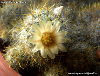 Mammillaria prolifera - 5 семян