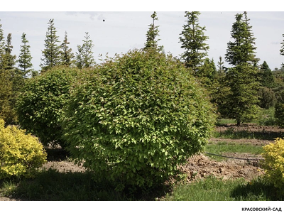 Топиар клён Татарский в форме шара