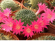 Rebutia senilis v.lilacino-rosea - 5 семян