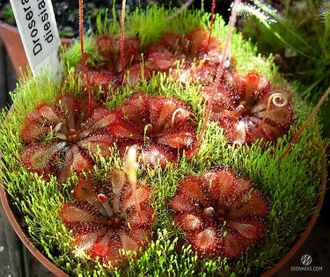 Drosera Dielsiana