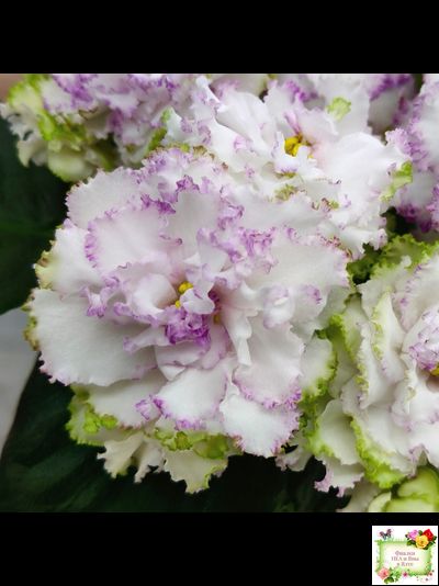 Фея (Т. Л. Дадоян) (лист укоренённый)