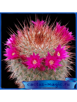 Mammillaria spinosissima