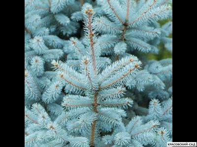 Ель Глаука - Glauca