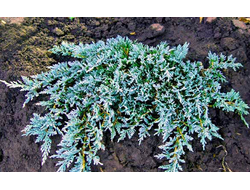 Можжевельник горизонтальный Айси Блю (Juniperus horizontalis Icee Blue), 2,0 л