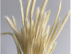 Сетария (Сочи)