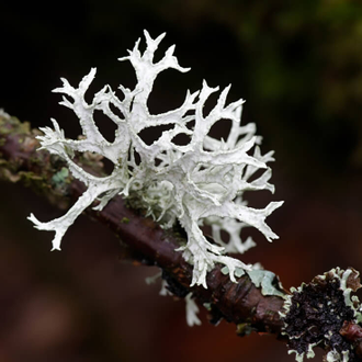 Дубовый мох (Evernia prunastri), резиноид, вес (10 г)