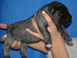 Кобель №6. БИЗОН. Продан