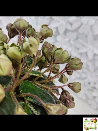 Н-Фавн (Н. Бердникова) 2017 г. (лист посажен 29.01.26)