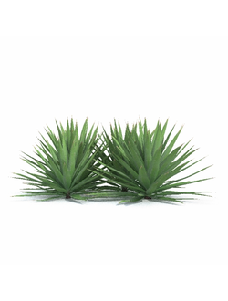 тропические Агава сизалевая 11