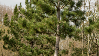 Сосна Черная (Pinus nigra) 5 мл - 100% натуральное эфирное масло