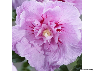 Гибискус Лавендер Шифон - Lavender Chiffon