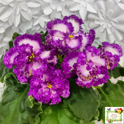 ПТ-Принцесса Ясмин (Т. Пугачева) 2019 г.