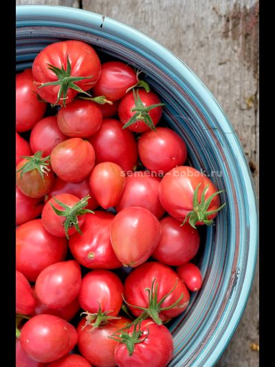 Томат Козула 14 Мегагрон, 10 шт