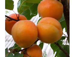 Абрикос Царский