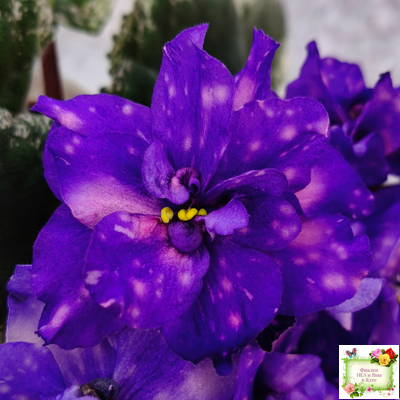 РС-Астролог (С. Репкина) 2020 г.