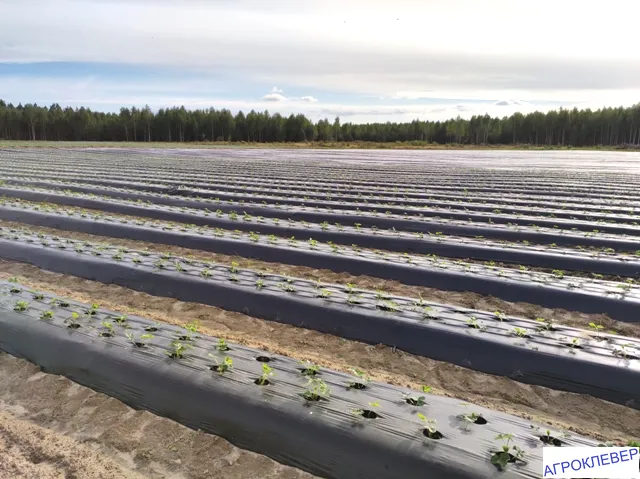 Клубника. Осенняя посадка. 