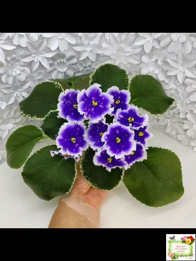 МТ-Магический Фонарик (М. Тотиева) 2023 г.