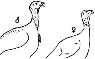 индюк / индейка