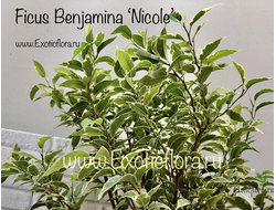 Ficus Benjamina Nicole / фикус Бенджамина Николь