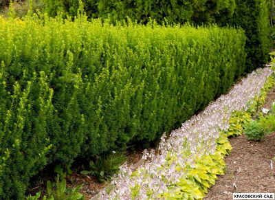 Тис средний Хилли - Hillii