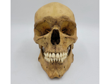 череп, ариец, офицер, фриц, кость, скелет, черепок, skull, голова, труп, человек, лицо, останки