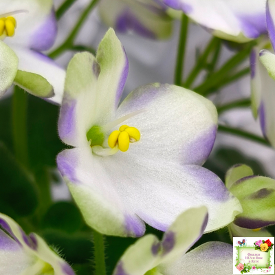 Марина Цветаева (А.Басенина) 2017 г. химера (сорт укоренённый пасынок)