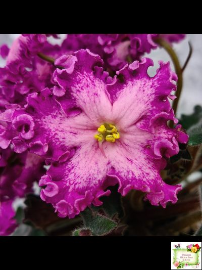 Nik-Любовный Напиток (Н. Булко) 2023 г.