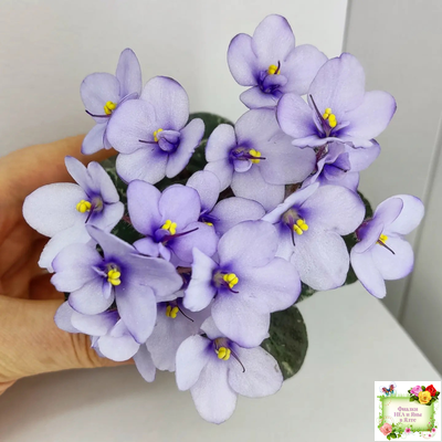 Smitten Kitten (LLG/S.Sorano) 03/22/2008 (9956)