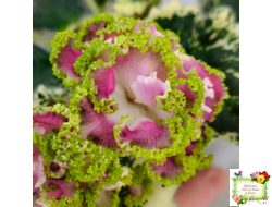 МТ-Античная Брошь (М. Тотиева) 2025 г.