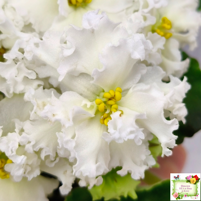 АВ-Легенда о Золотой Луне (Фиалковод) 2023 г.