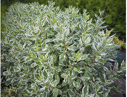 Дерен белый Ivory Halo, C3