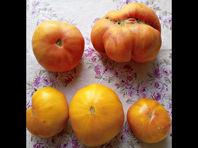 Томат Подари Мне День ( Make My Day), США