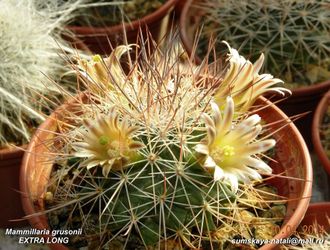 Mammillaria grusonii EXTRA LONG - 5 семян