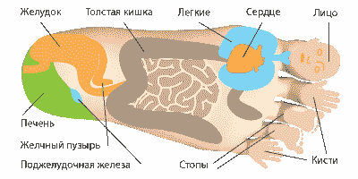 Проекции внутренних органов на стопу. НЕЙРОДЭНС ПКМ [ДЭНАС ПКМ]. 