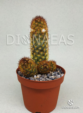 Mammillaria elongata Copper King