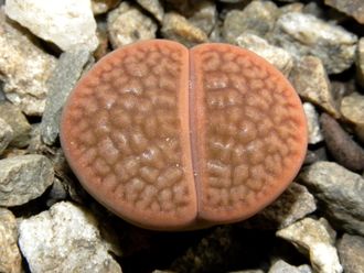 Lithops hookeri C113 (MG) - 10 семян