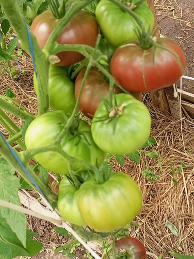 Томат Париж (Paris)