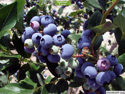 Голубика Элизабет - Elisabeth