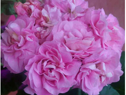 П31 Пеларгония Miss Rose укорененный черенок