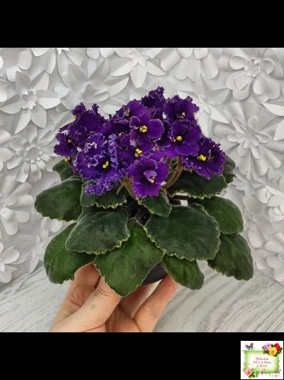 ЛЕ-Константин (Е. Лебецкая) 2019 г.