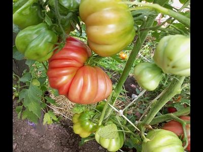 Томат Тлаколула де Матаморос