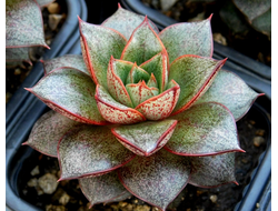 Echeveria purpusorum - розетка с корнями (6-7 см)