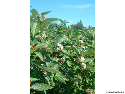 Дерен Сибирика - Sibirica