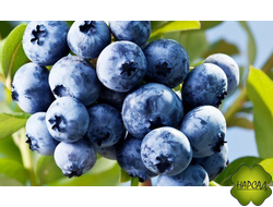 Голубика. Черника