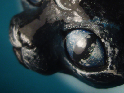 Волшебная брошь с котом и месяцем "Хозяин Полночных Сновидений и Всех Кошек"