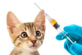 Вакцинация животных. Прививки животным в городе Голицыно.